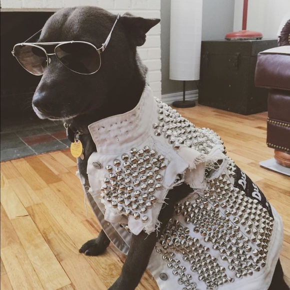 Meet your posher -🙃Leashy - Picture 4 of 6